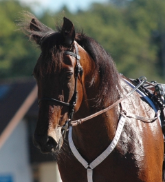 Quality Questioned 160916-6